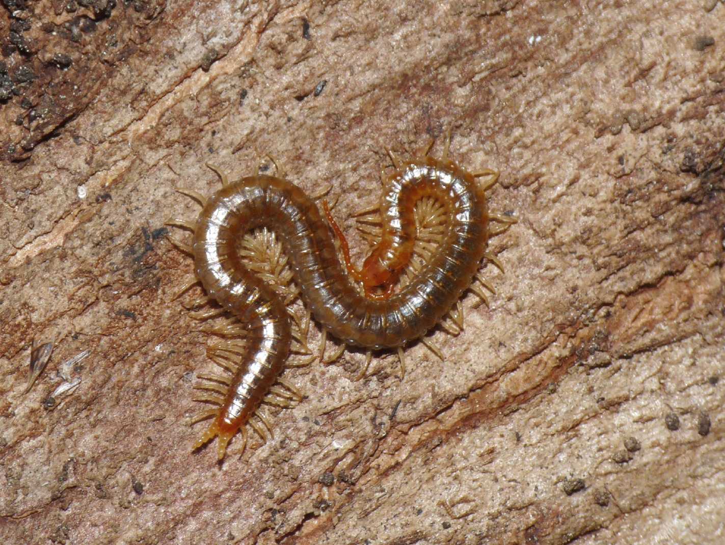 Geophilidae sotto la corteccia